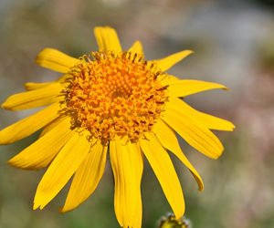 arnica