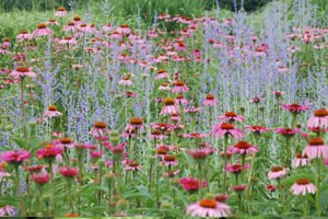 Saga And Echinacea