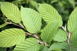 Slippery Elm