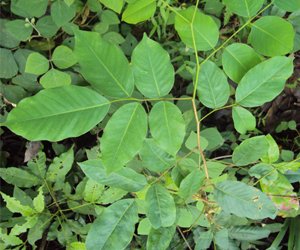 Vijaysar Tree leaves