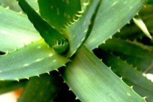 The Amazing Uses of Aloe Vera