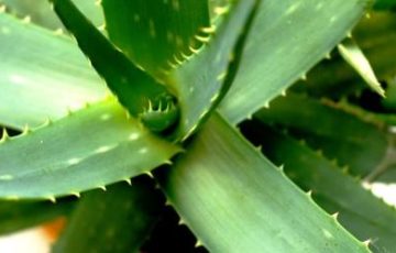 The Amazing Uses of Aloe Vera