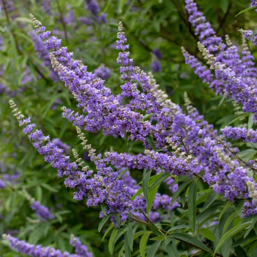 Soothe Breast Pain